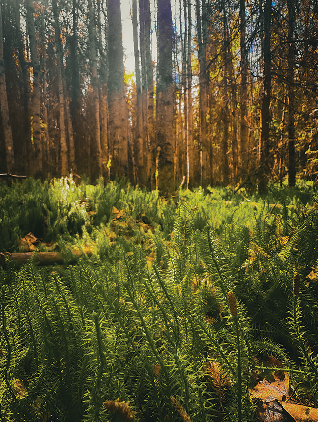 Forest Floor